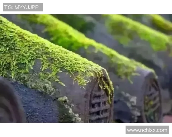 杭州篮球队逆袭之路大师赛特别报道展现团队精神与奋斗历程 杭州篮球队逆袭之路大师赛特别报道展现团队精神与奋斗历程